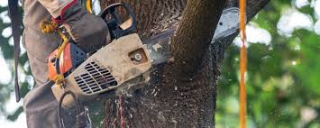 Best Arborist Consultation Services  in Natalia, TX