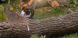 Lawn Renovation and Restoration in Natalia, TX