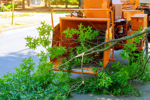 Best Tree and Shrub Care  in Natalia, TX