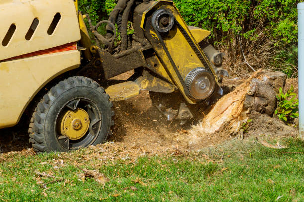 Natalia, TX Tree Services Company