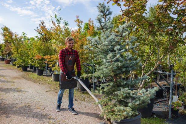 Natalia, TX Tree Services Company